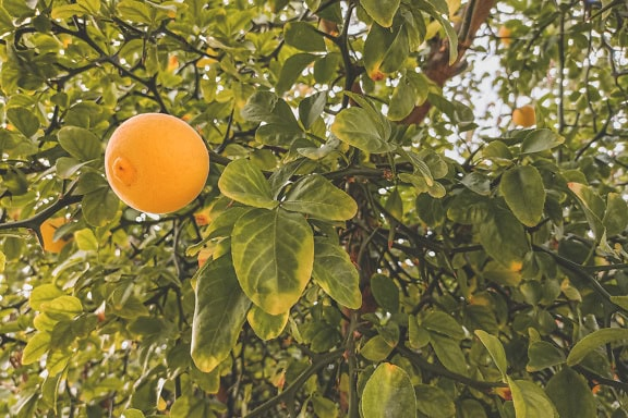 Buah Untuk Saraf Kejepit