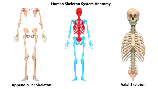Perbedaan Rangka Aksial dan Apendikular