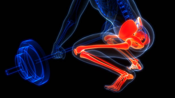 Perbedaan Rangka Aksial dan Apendikular